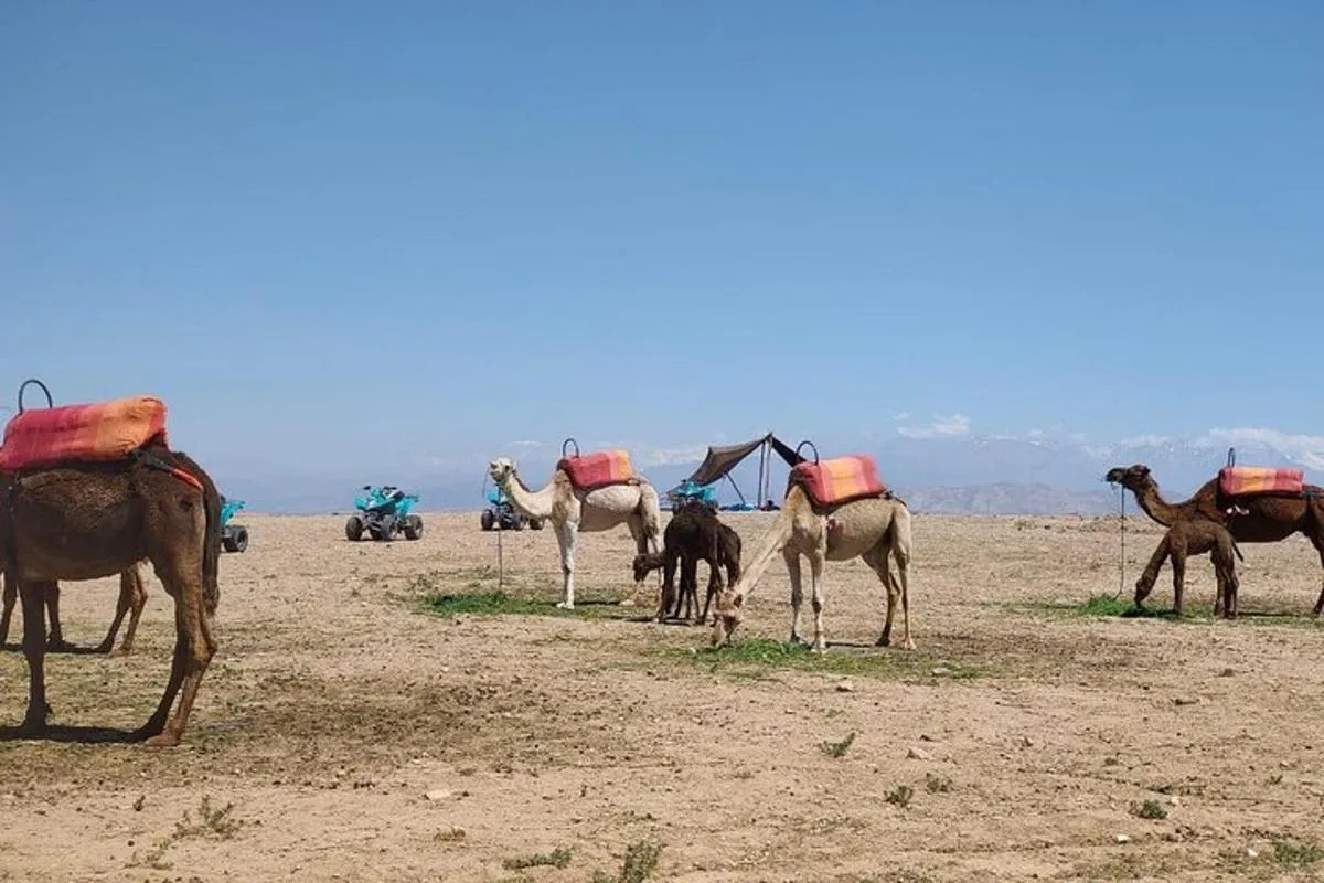 Camel Ride Experience
